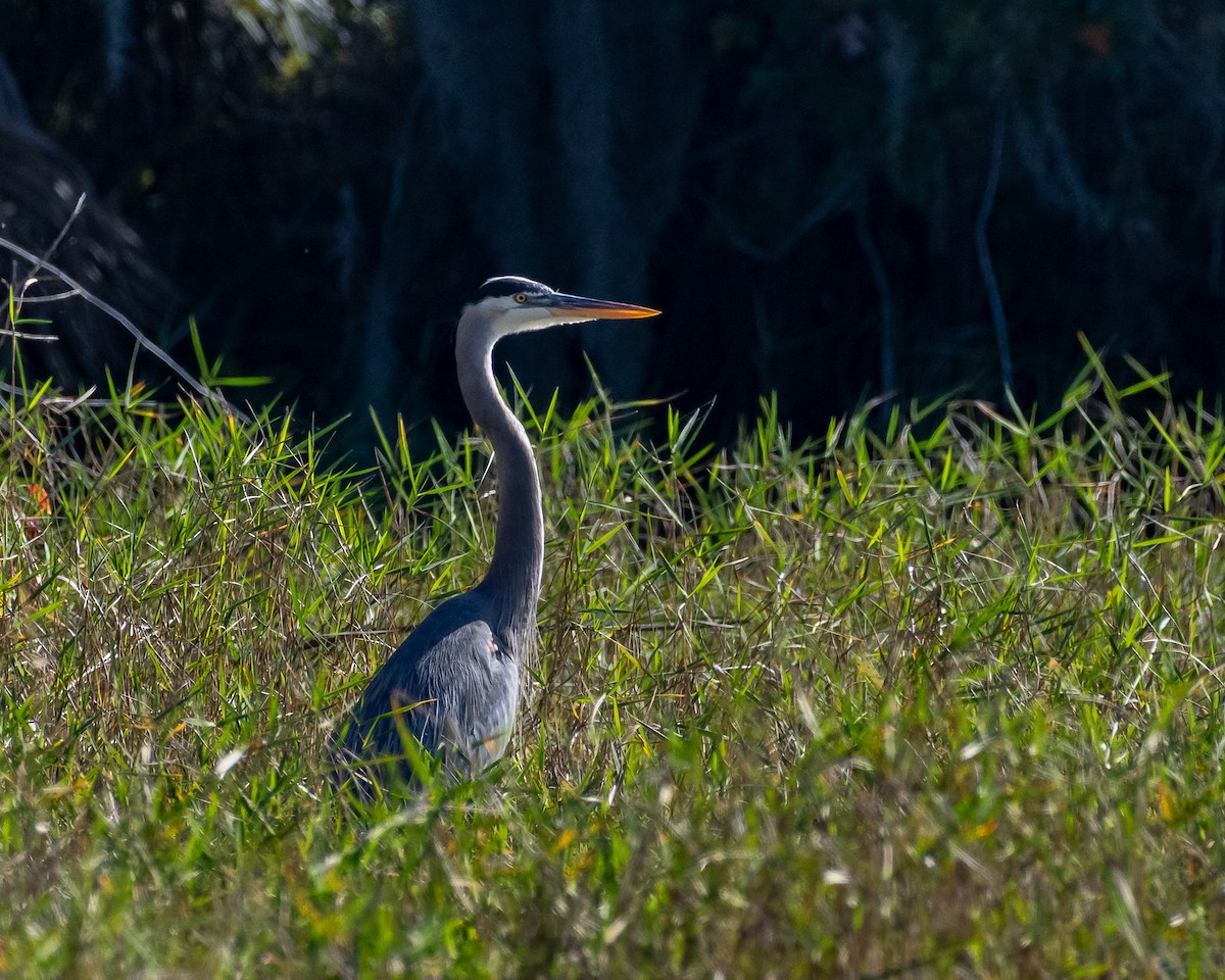 Большая голубая цапля - ML646992309