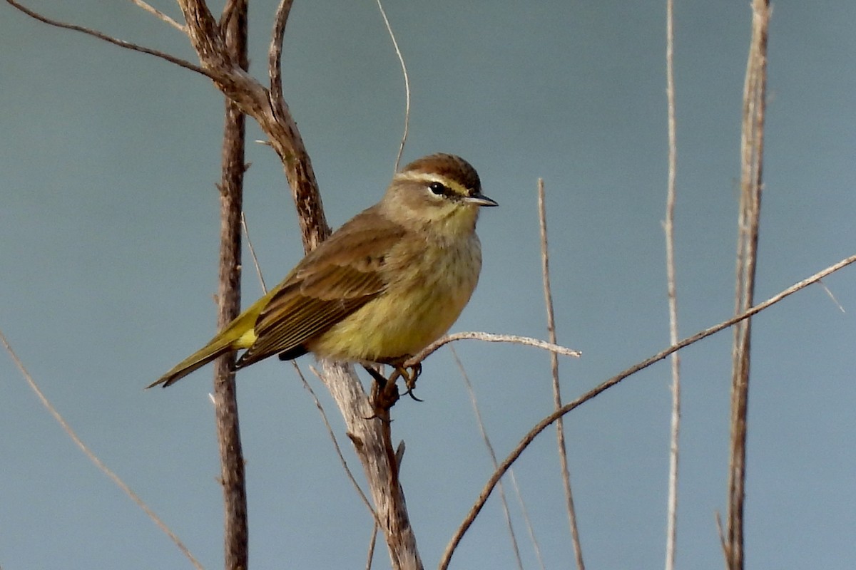 ヤシアメリカムシクイ - ML646992310