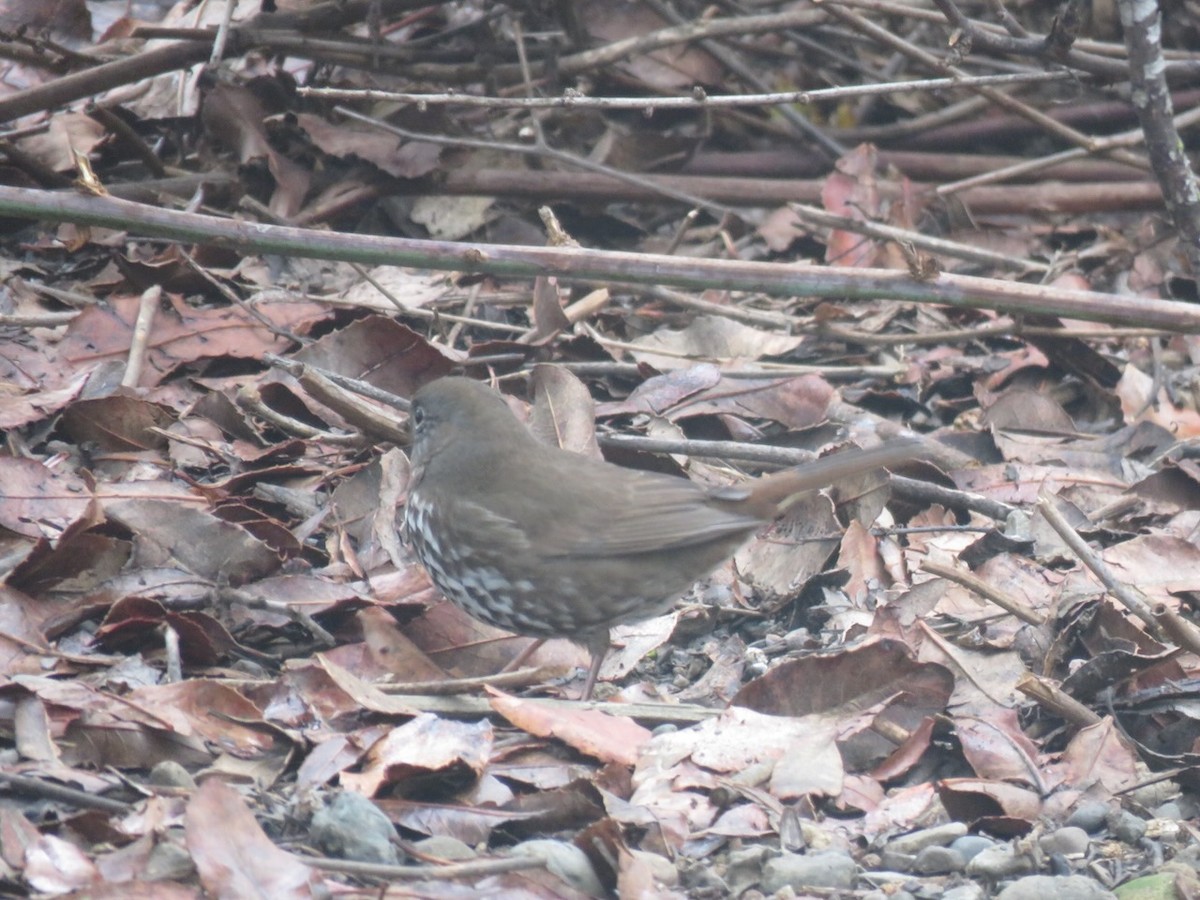 strnadec kaštanový - ML646992311