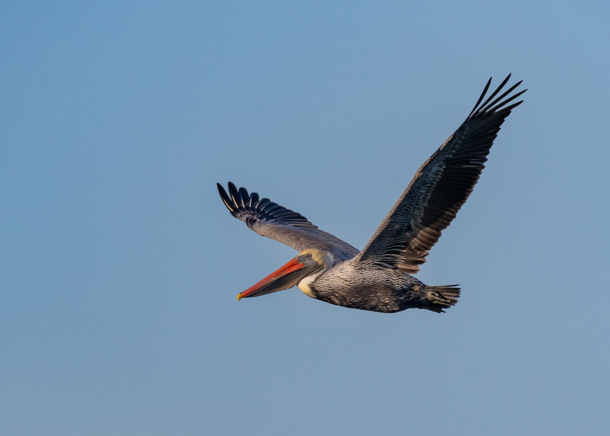 Бурый пеликан - ML646992316