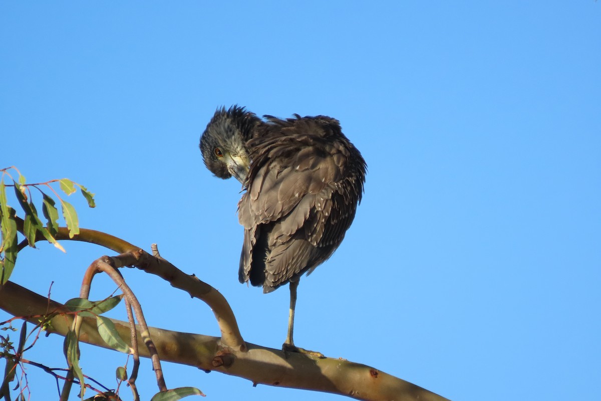 Yellow-crowned Night Heron - ML646992324