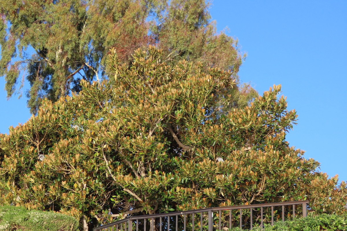 Yellow-crowned Night Heron - ML646992325