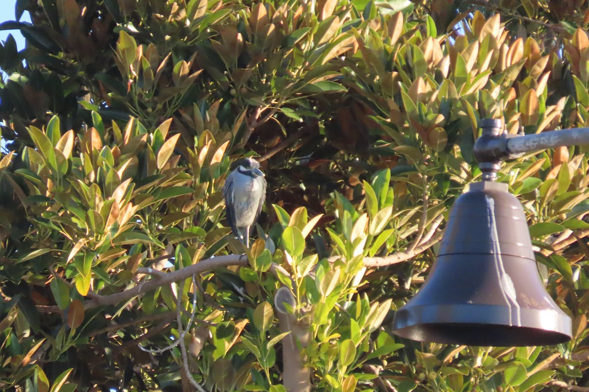 Yellow-crowned Night Heron - ML646992326