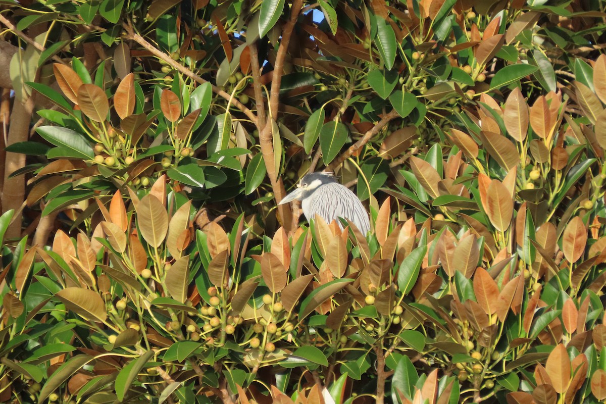 Yellow-crowned Night Heron - ML646992327