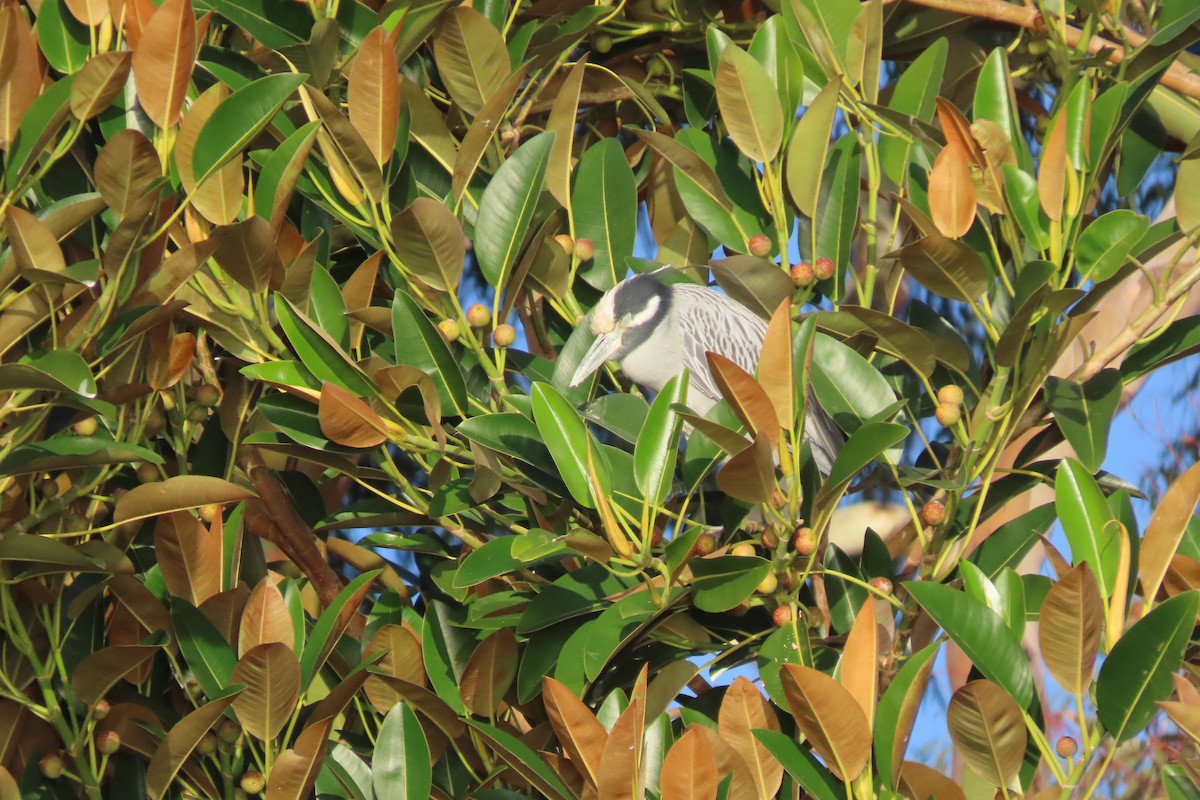 Yellow-crowned Night Heron - ML646992328