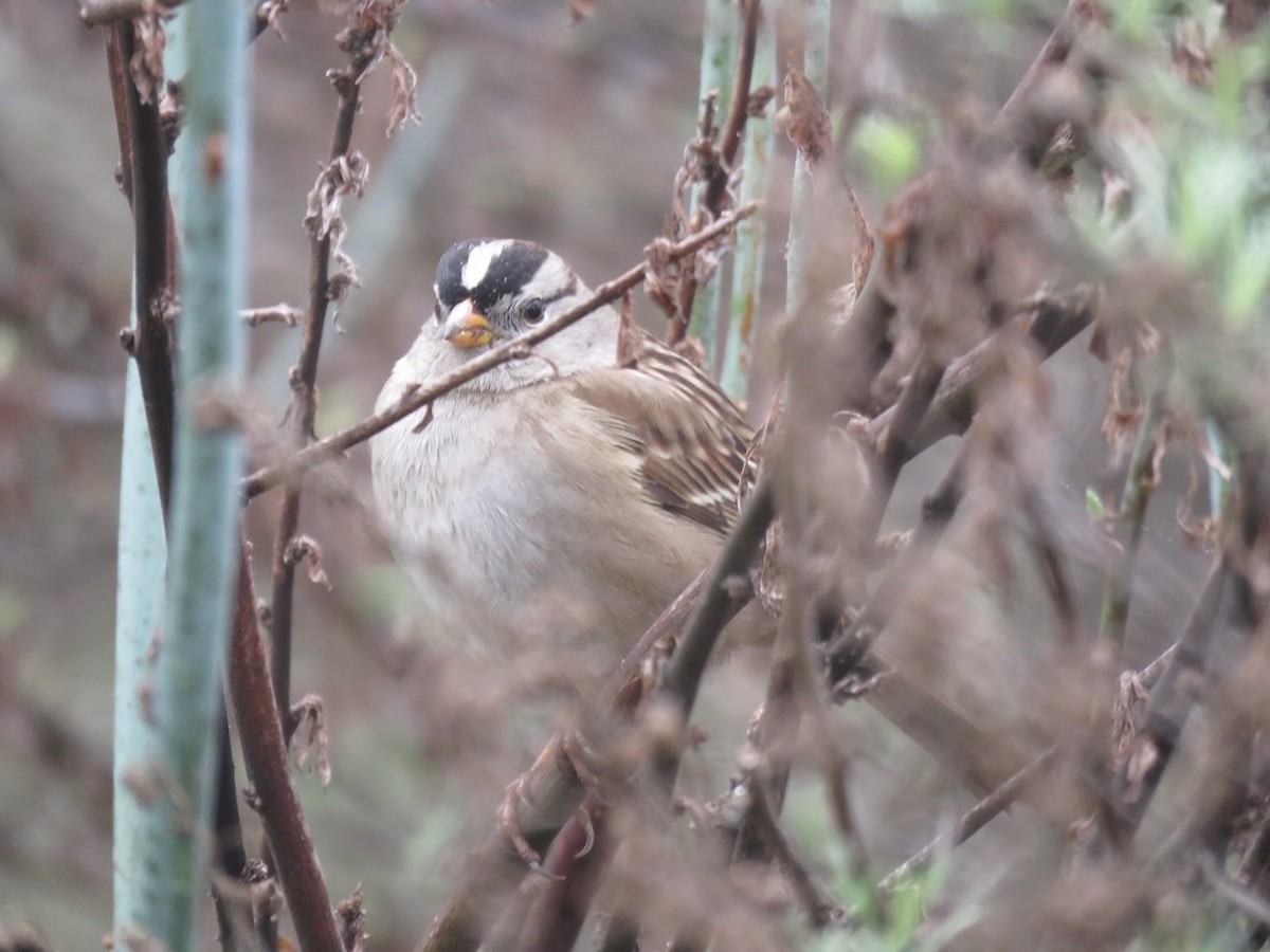 White-crowned Sparrow - ML646992329