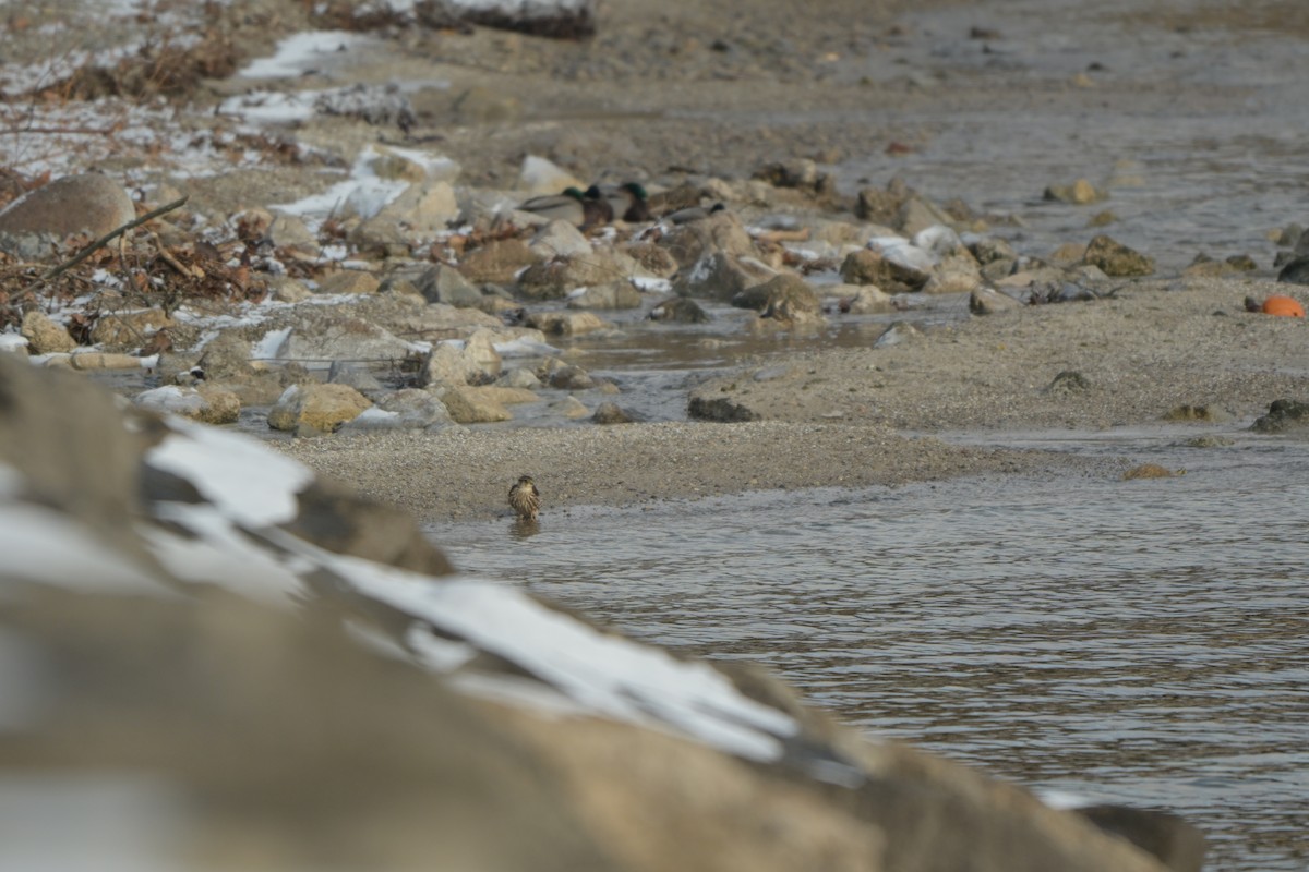 Merlin - ML646992331