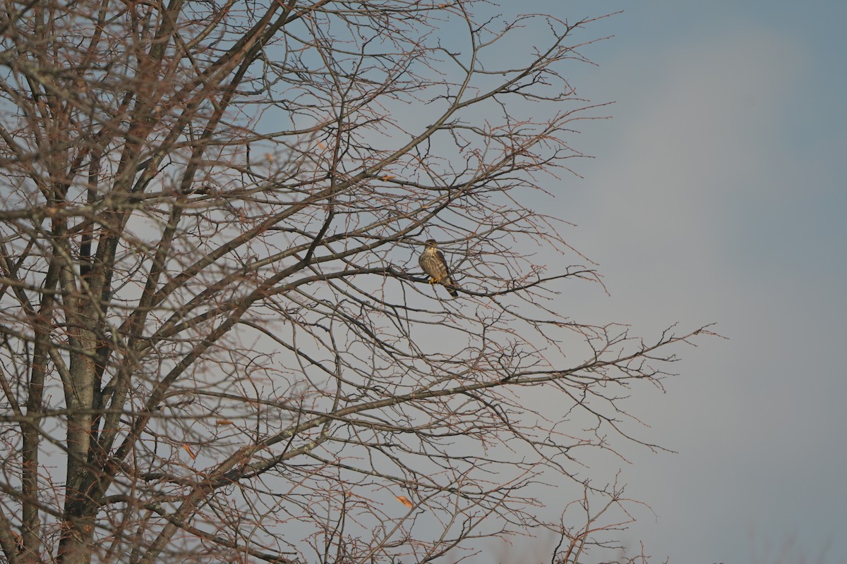 Merlin - ML646992332