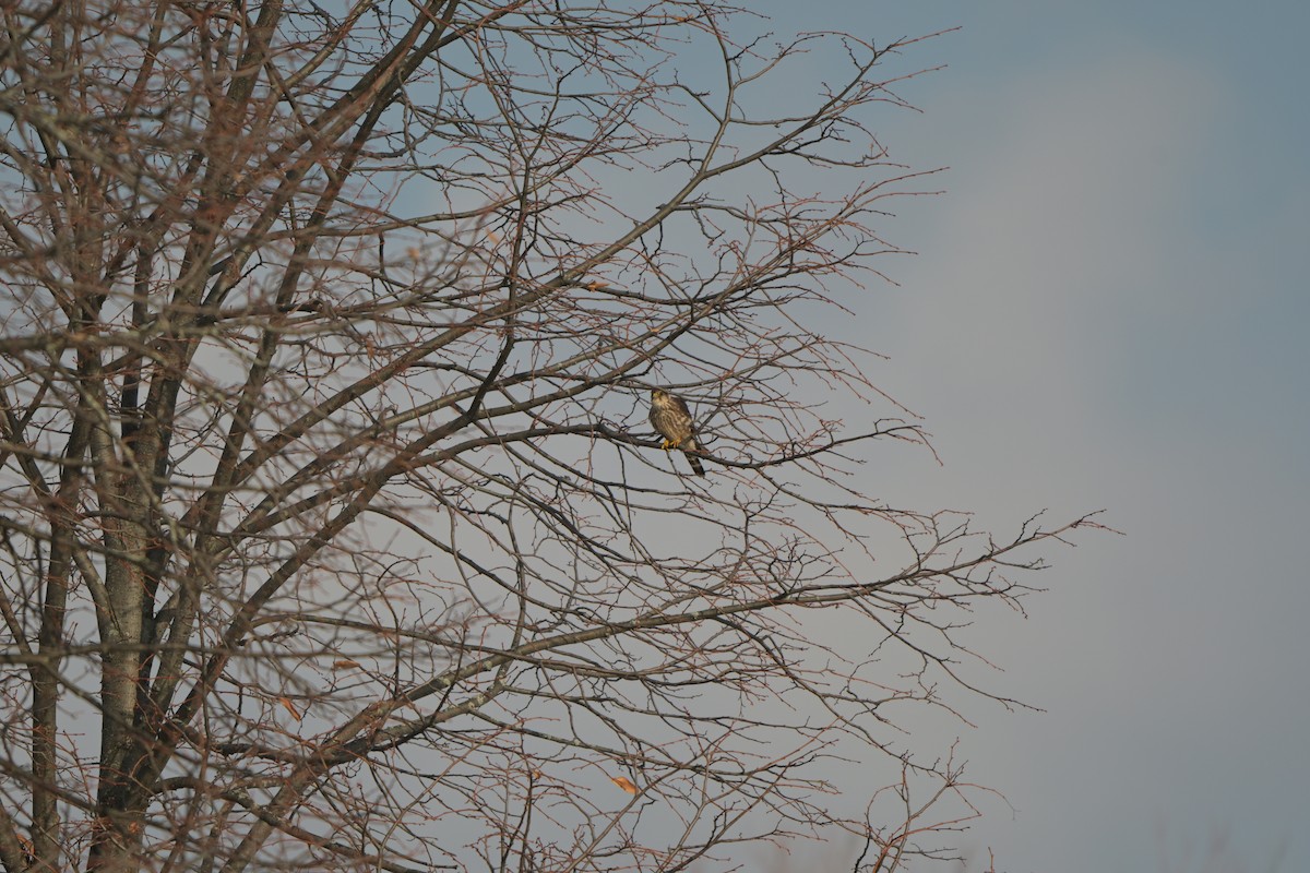 Merlin - ML646992333