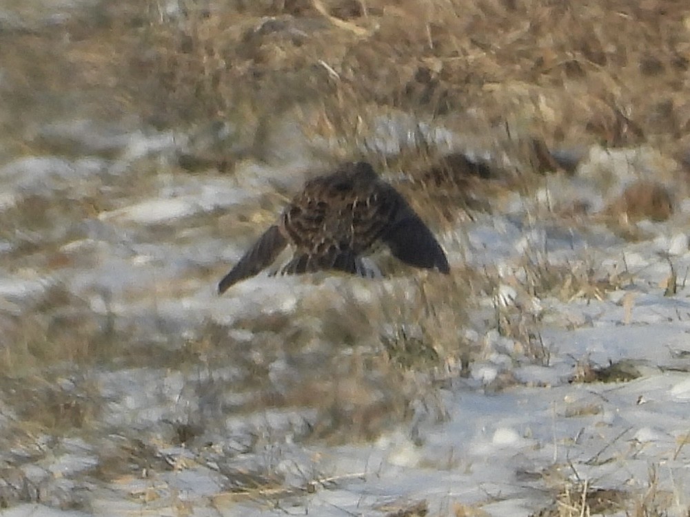 Western Meadowlark - ML646992341