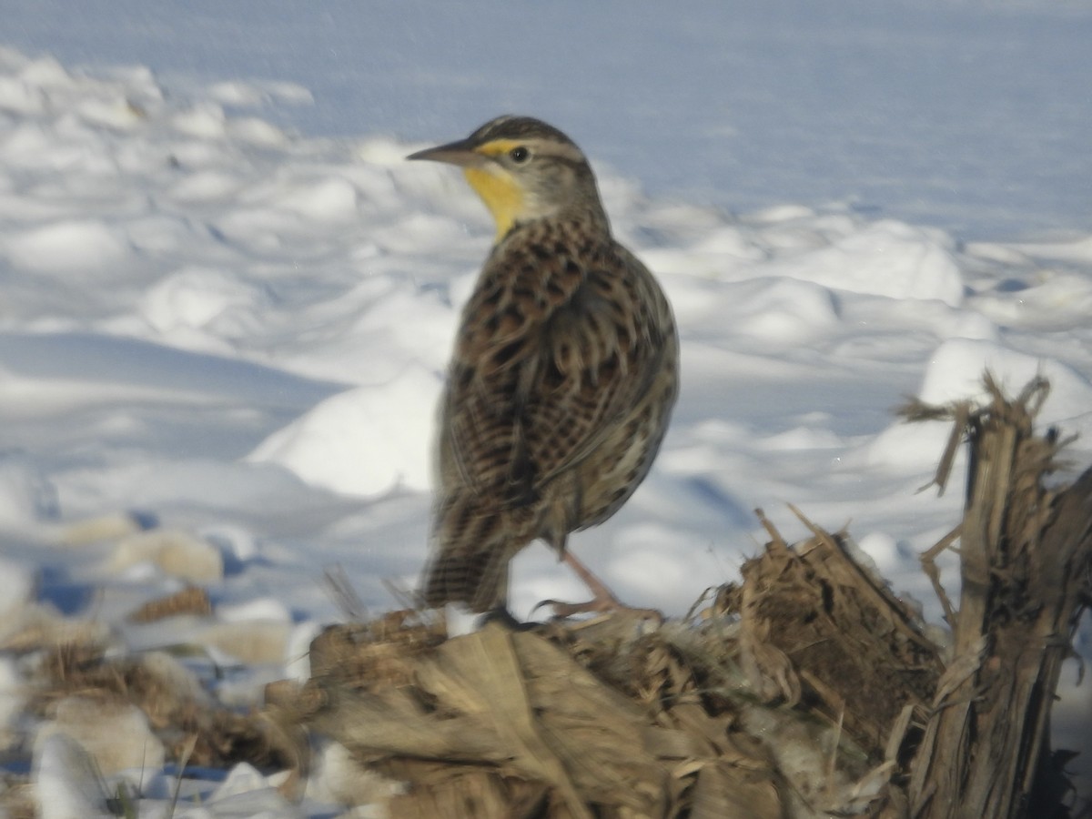 Western Meadowlark - ML646992342