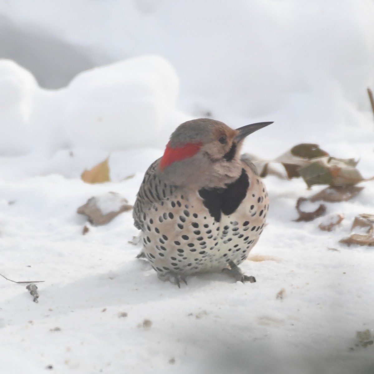 Шилоклювый дятел (auratus/luteus) - ML646992345
