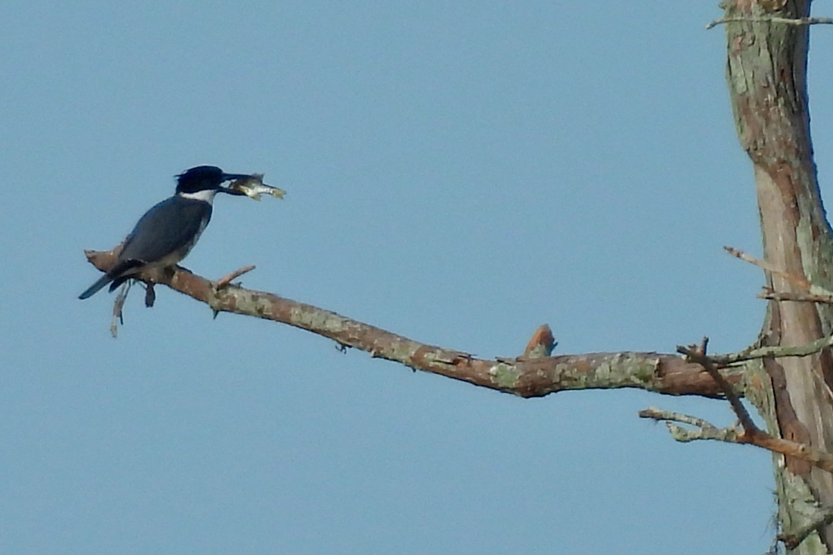 アメリカヤマセミ - ML646992346