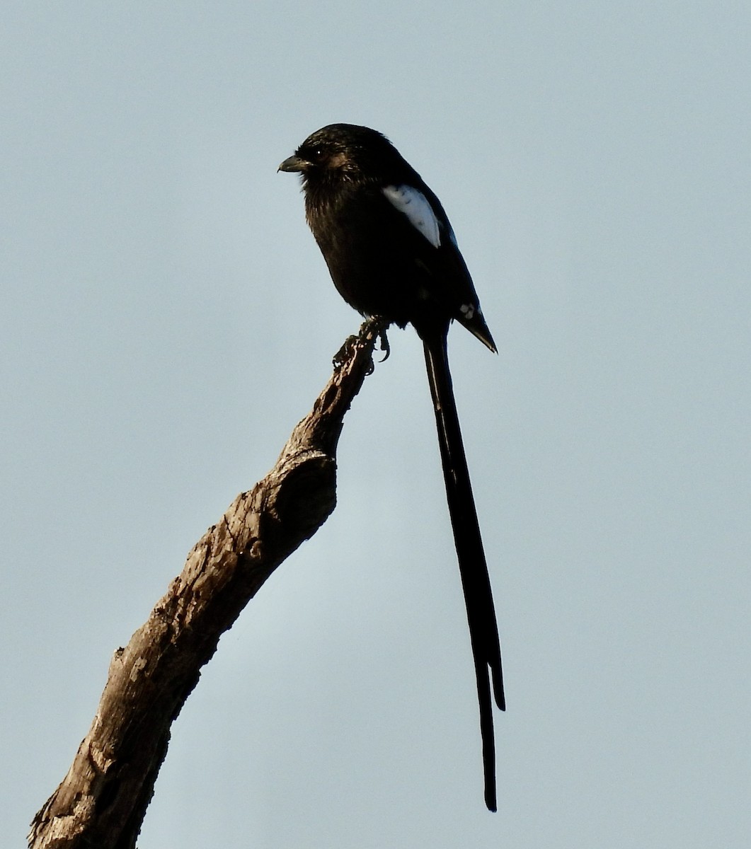 Magpie Shrike - ML646992347