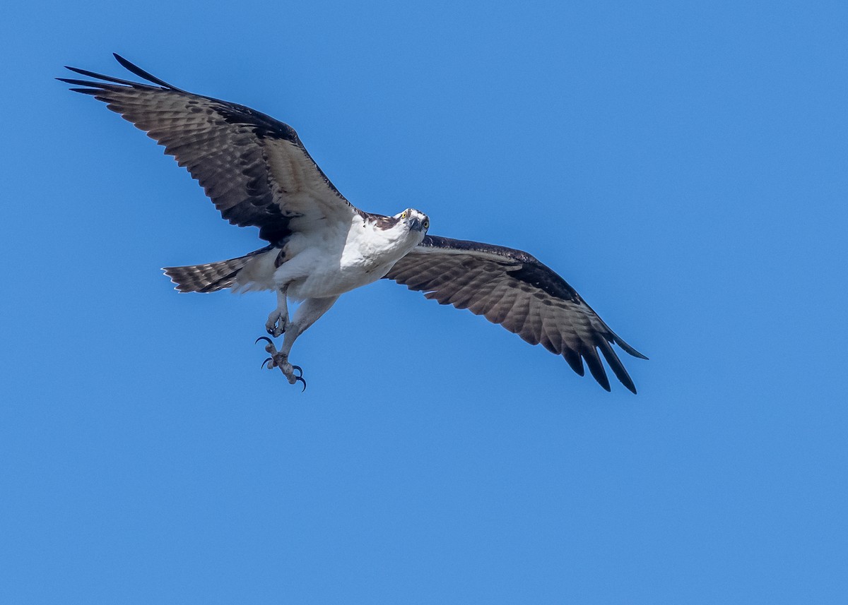 Скопа - ML646992348