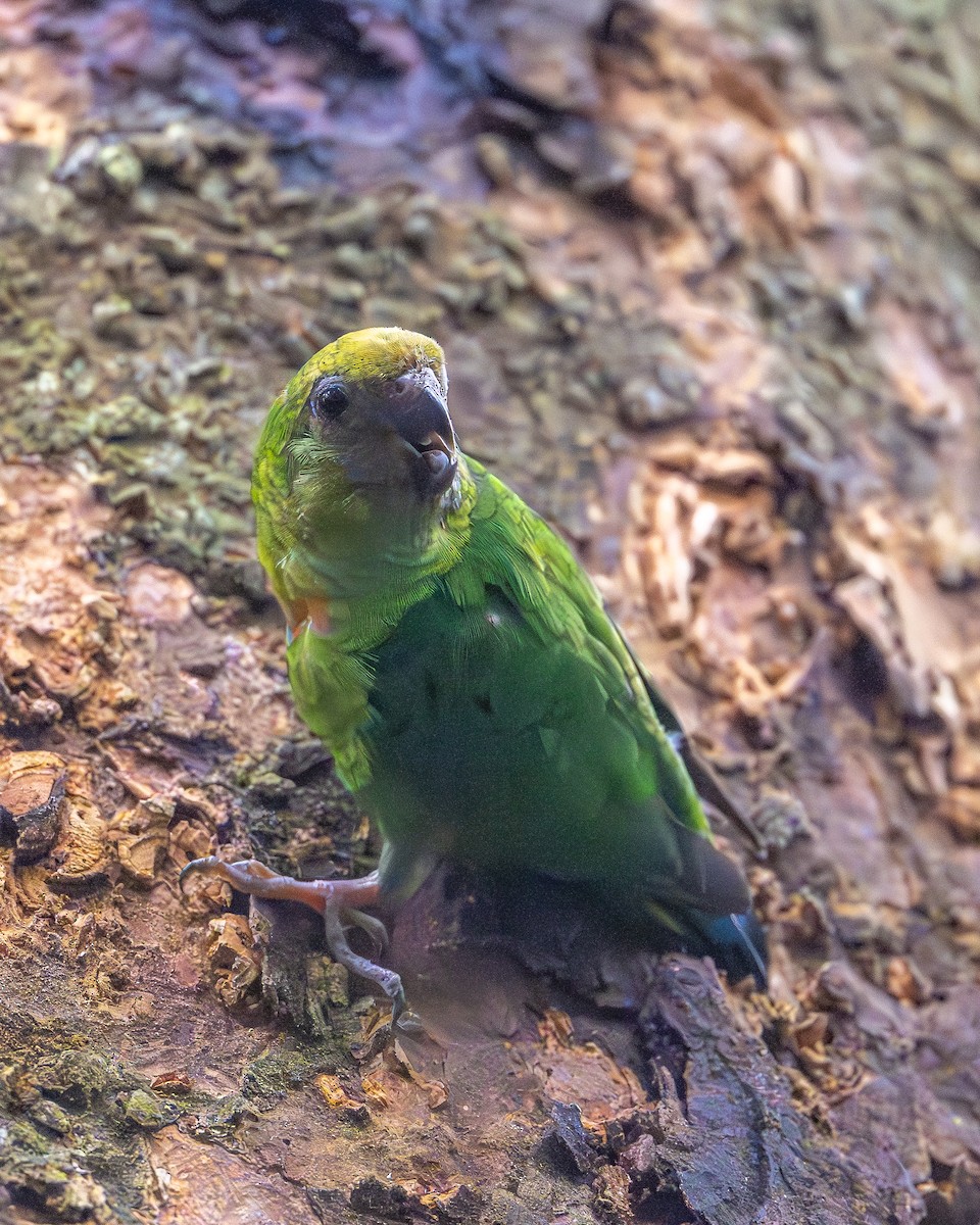 Gelbkappen-Spechtpapagei - ML646992349