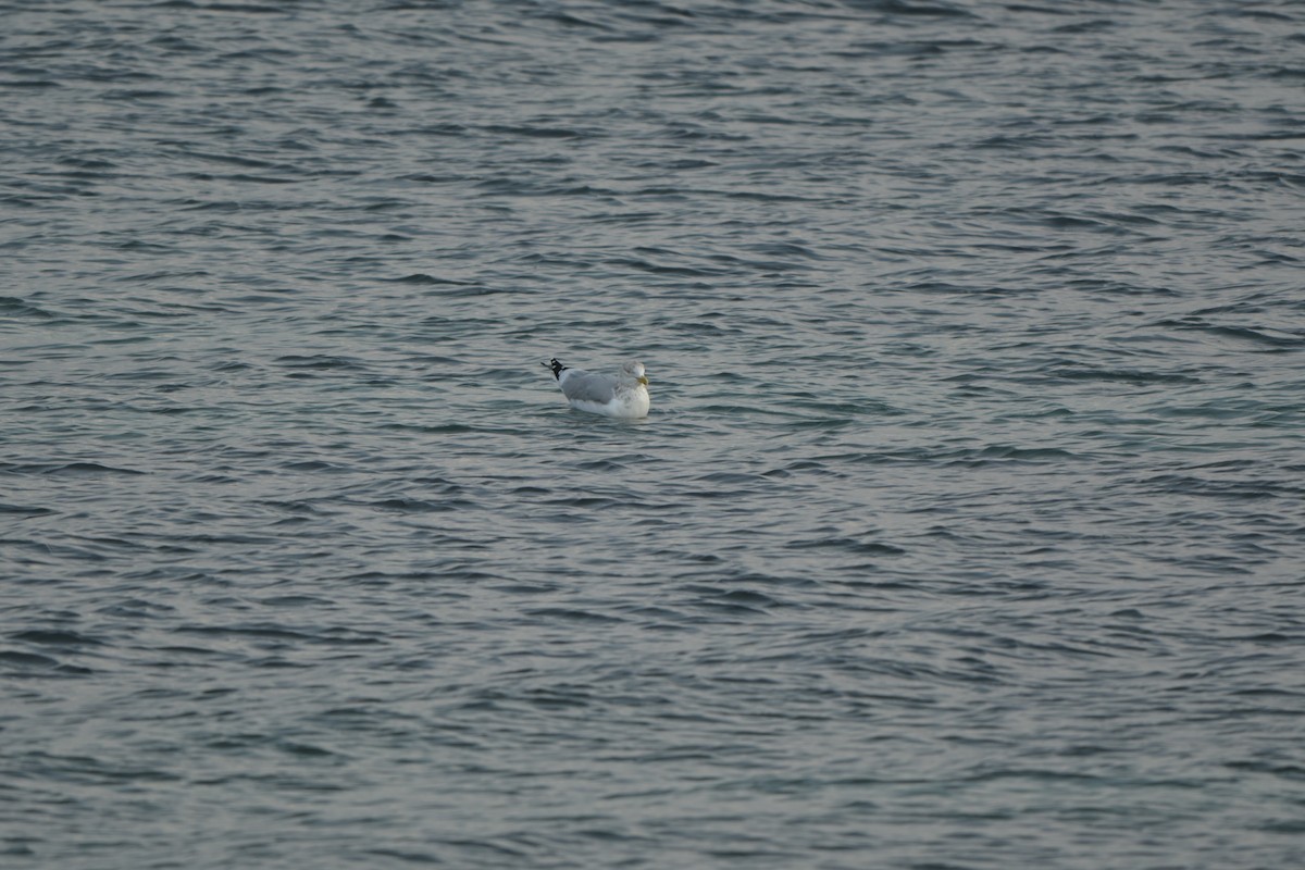 American Herring Gull - ML646992350