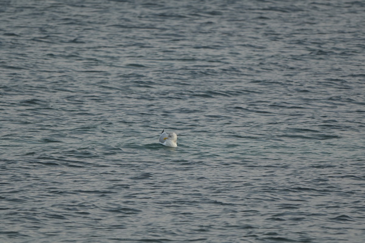 American Herring Gull - ML646992351