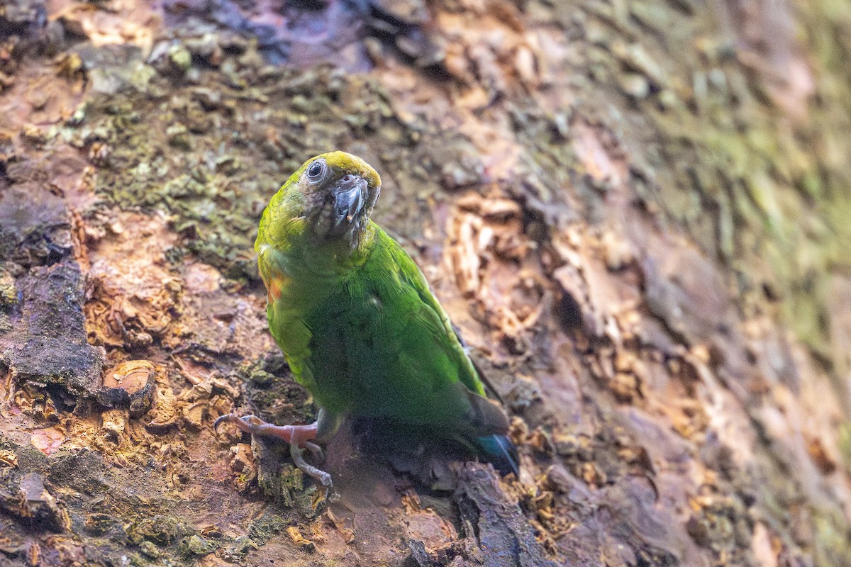 Gelbkappen-Spechtpapagei - ML646992352