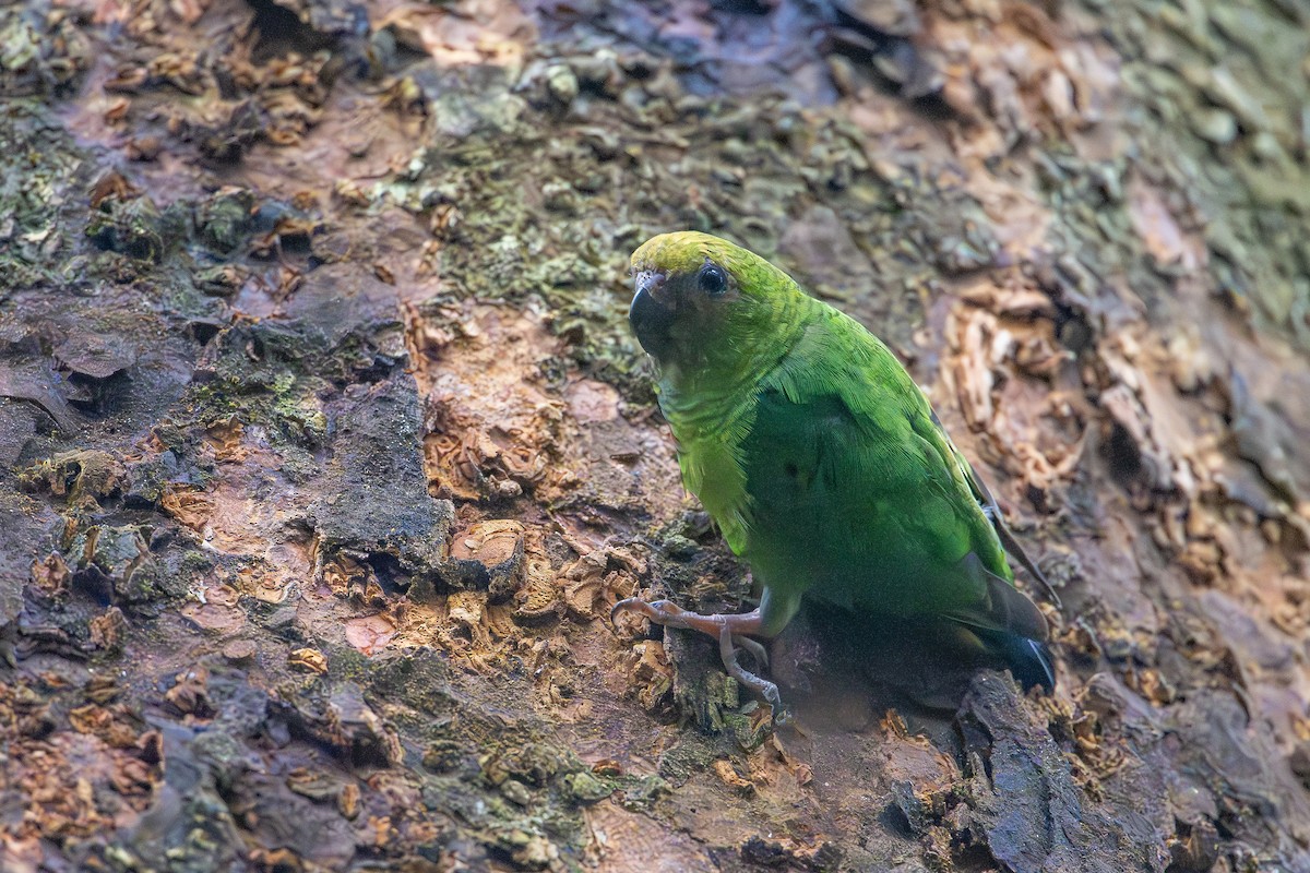 Gelbkappen-Spechtpapagei - ML646992354