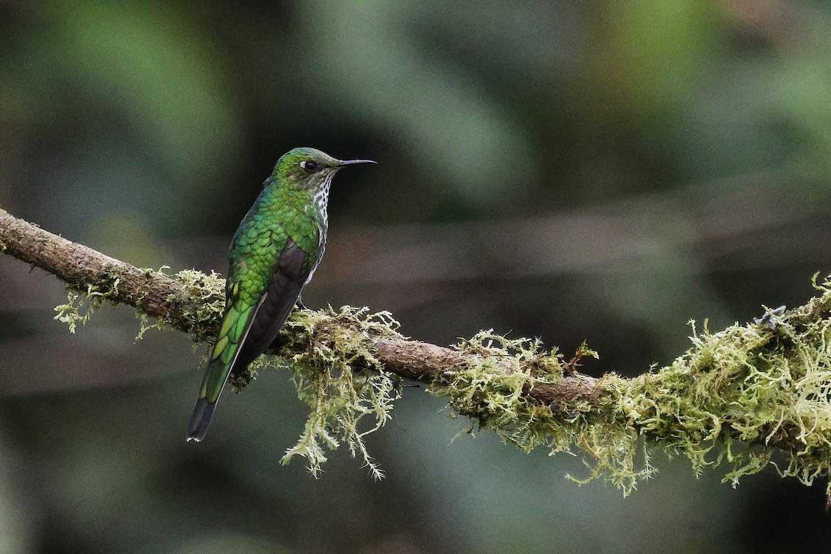 Green-tailed Trainbearer - ML646992355