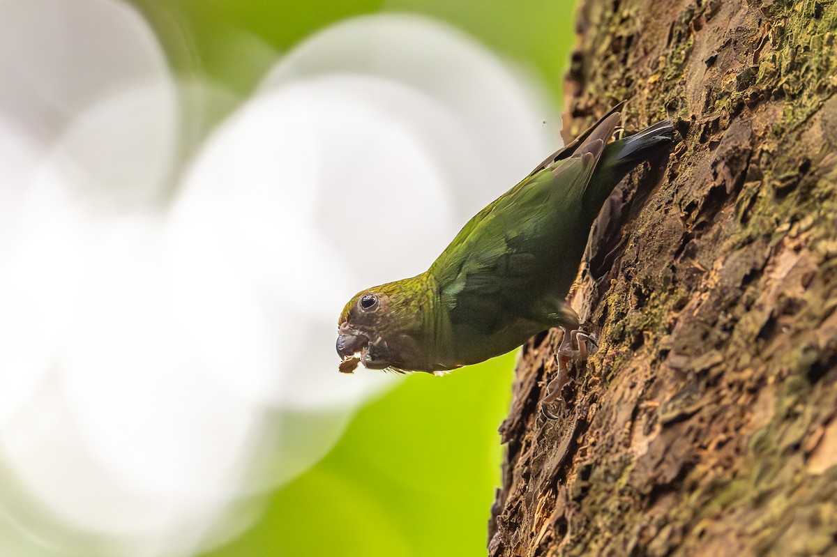 Gelbkappen-Spechtpapagei - ML646992356