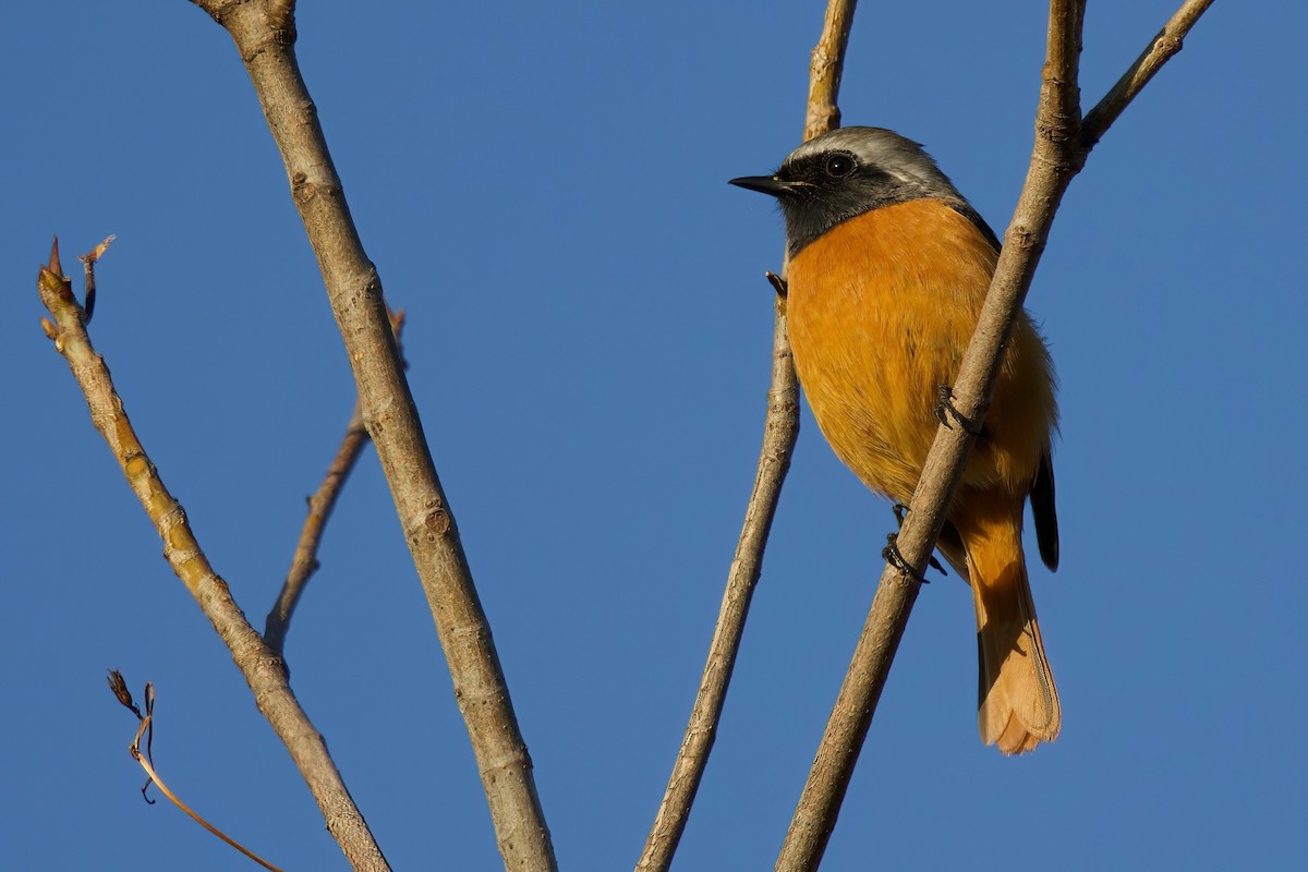 Горихвістка сибірська - ML646992358