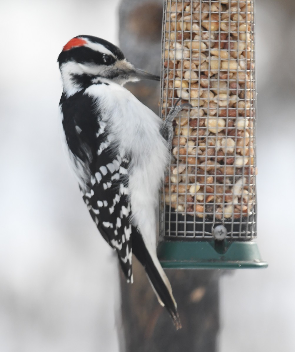 Волосатый дятел - ML646992359