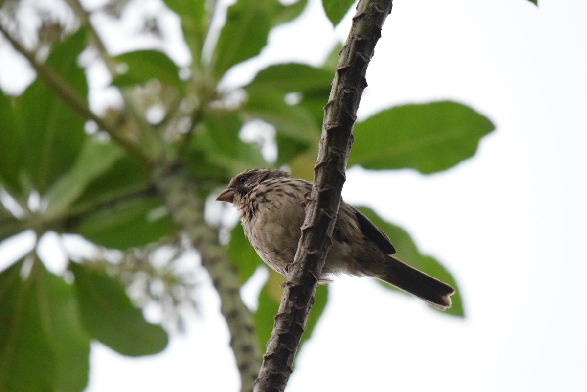 Strichelgirlitz - ML646992360