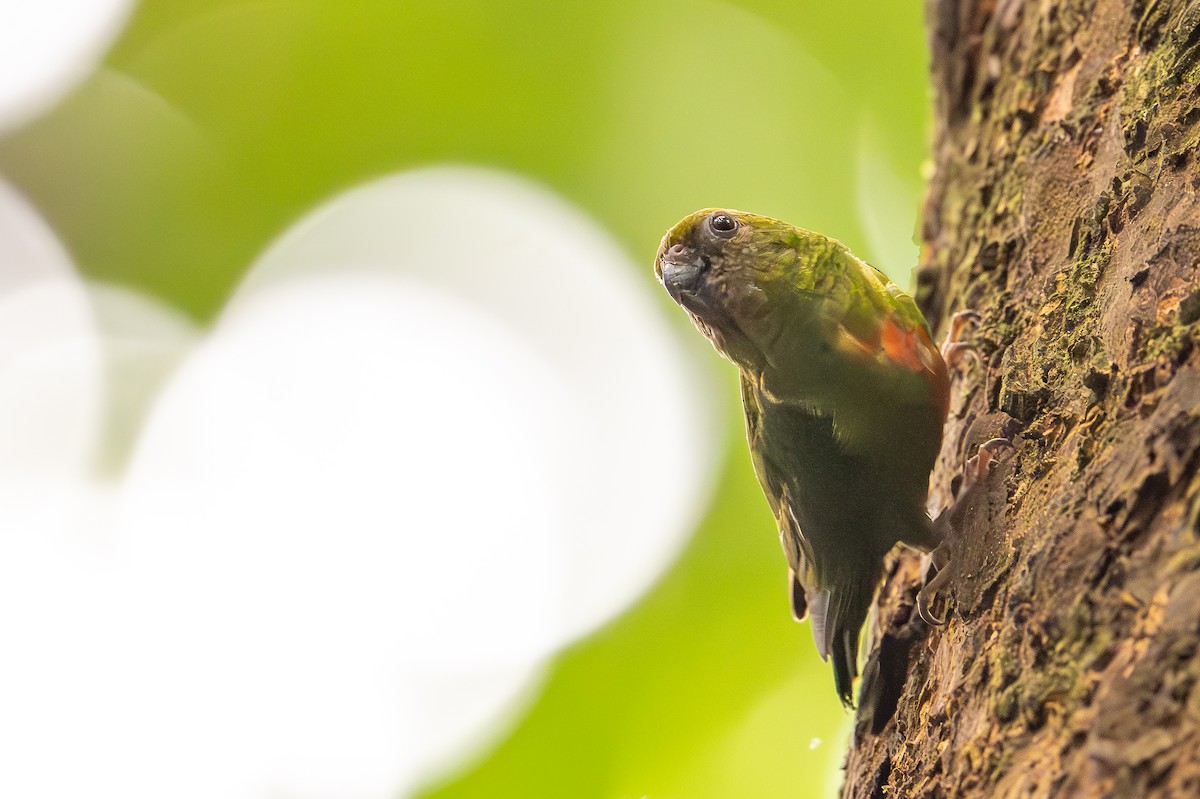 Gelbkappen-Spechtpapagei - ML646992361