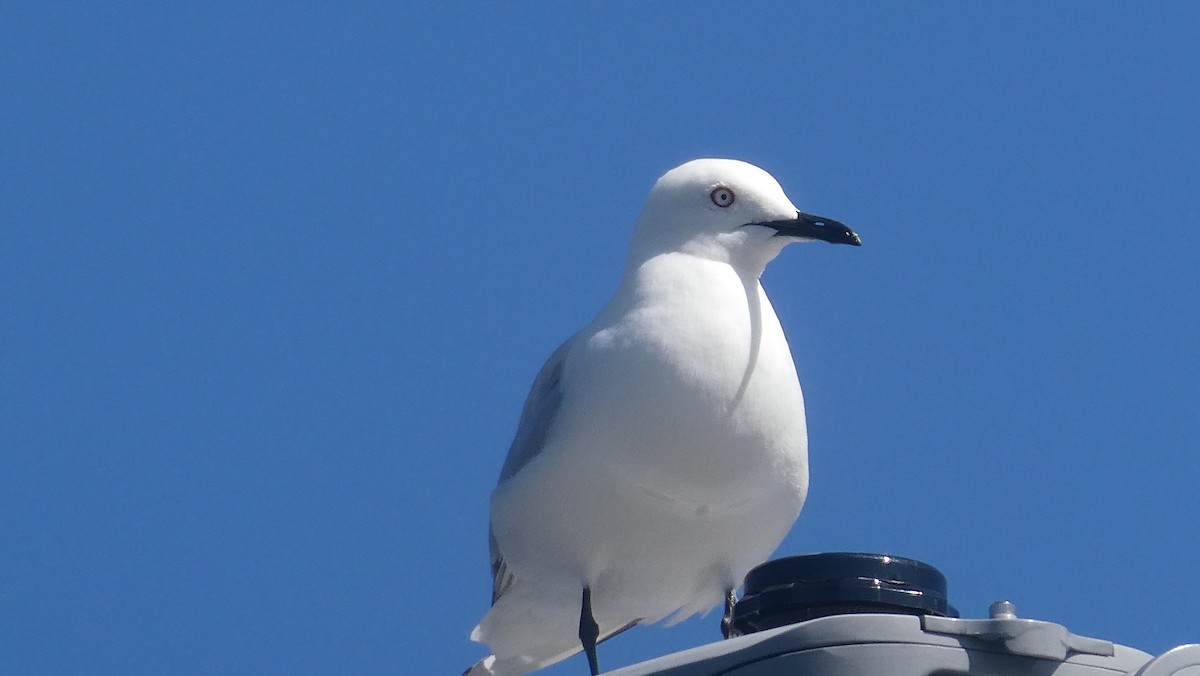 Black-billed Gull - ML646992362