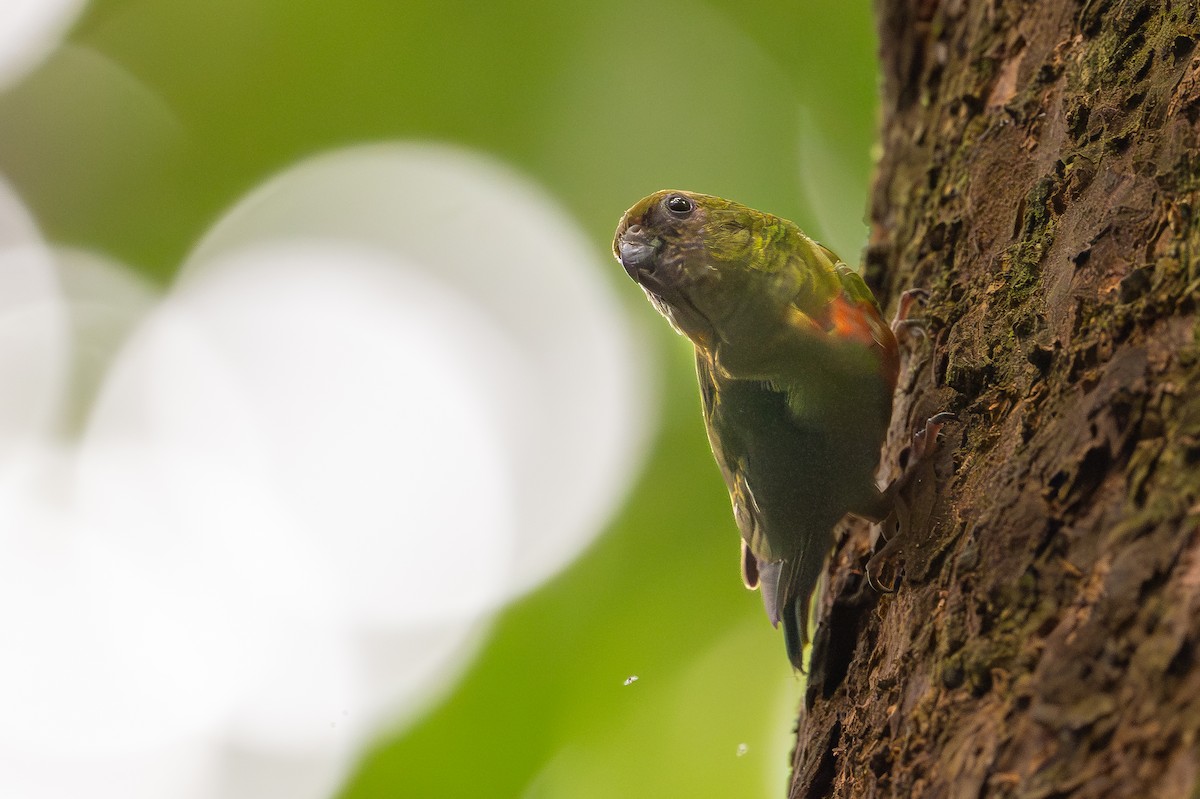 Gelbkappen-Spechtpapagei - ML646992363