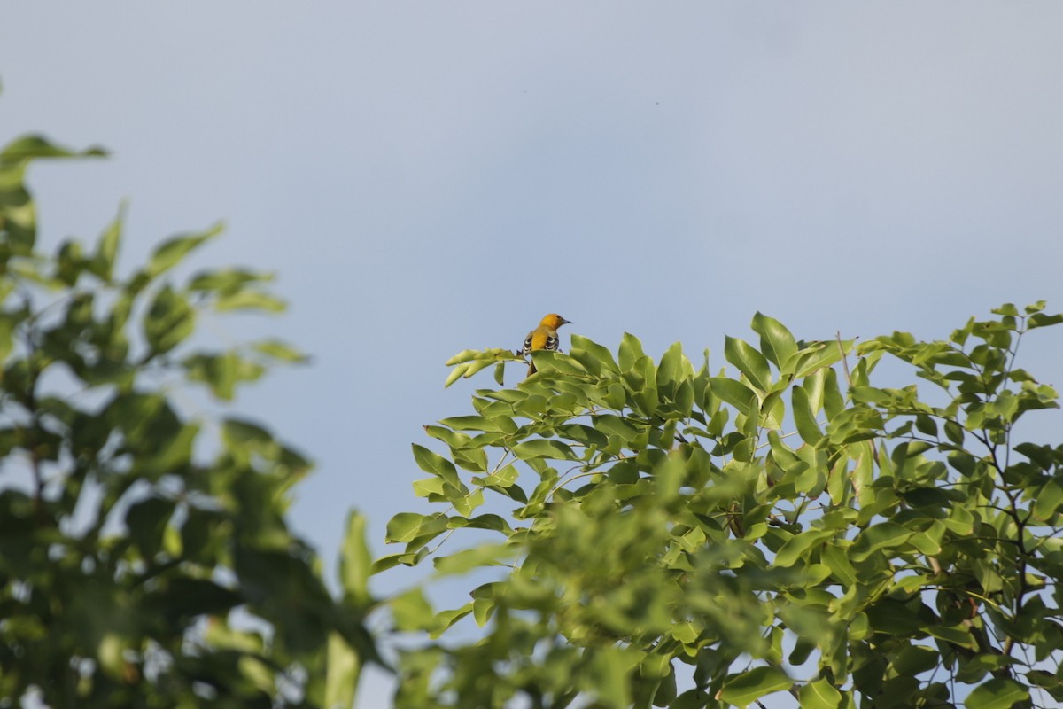 Goldtrupial - ML646992365