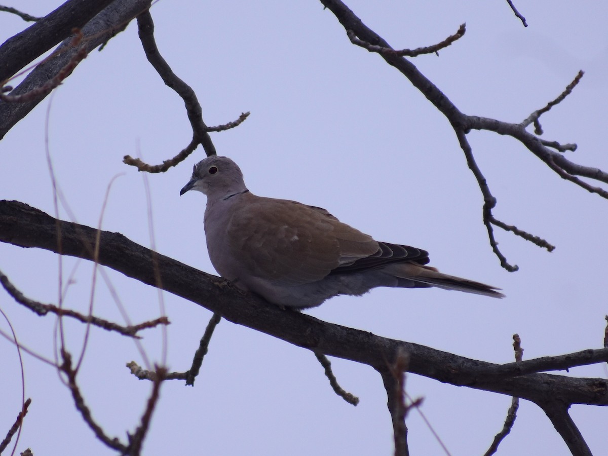 Eurasian Collared-Dove - ML646992366