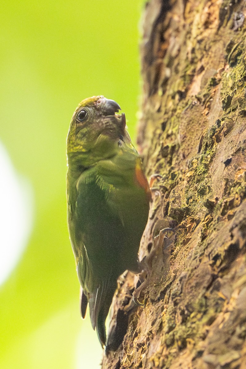 Gelbkappen-Spechtpapagei - ML646992367