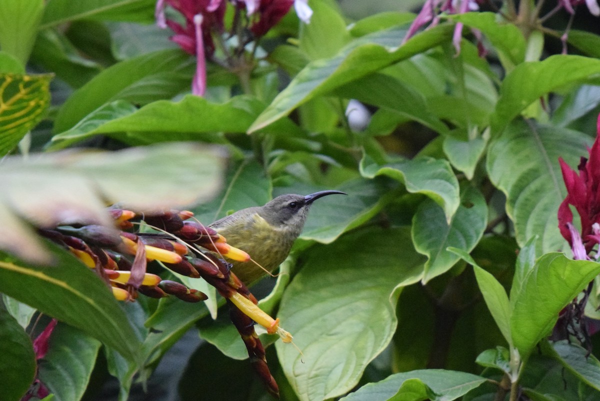 Bronzenektarvogel - ML646992368