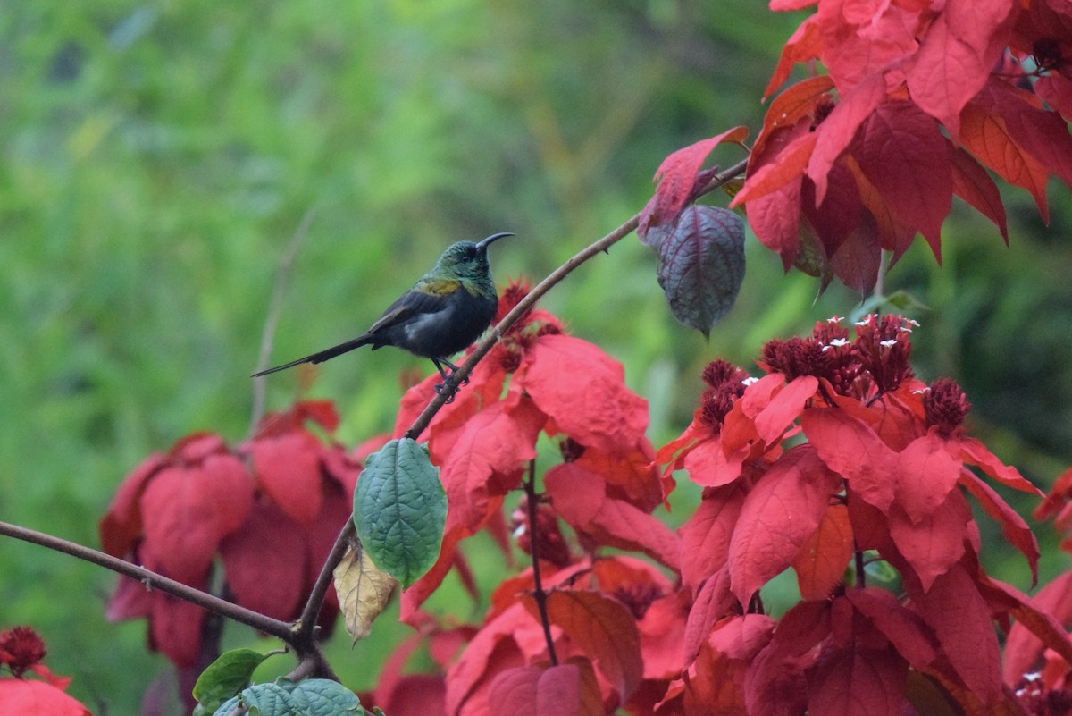 Bronzenektarvogel - ML646992369