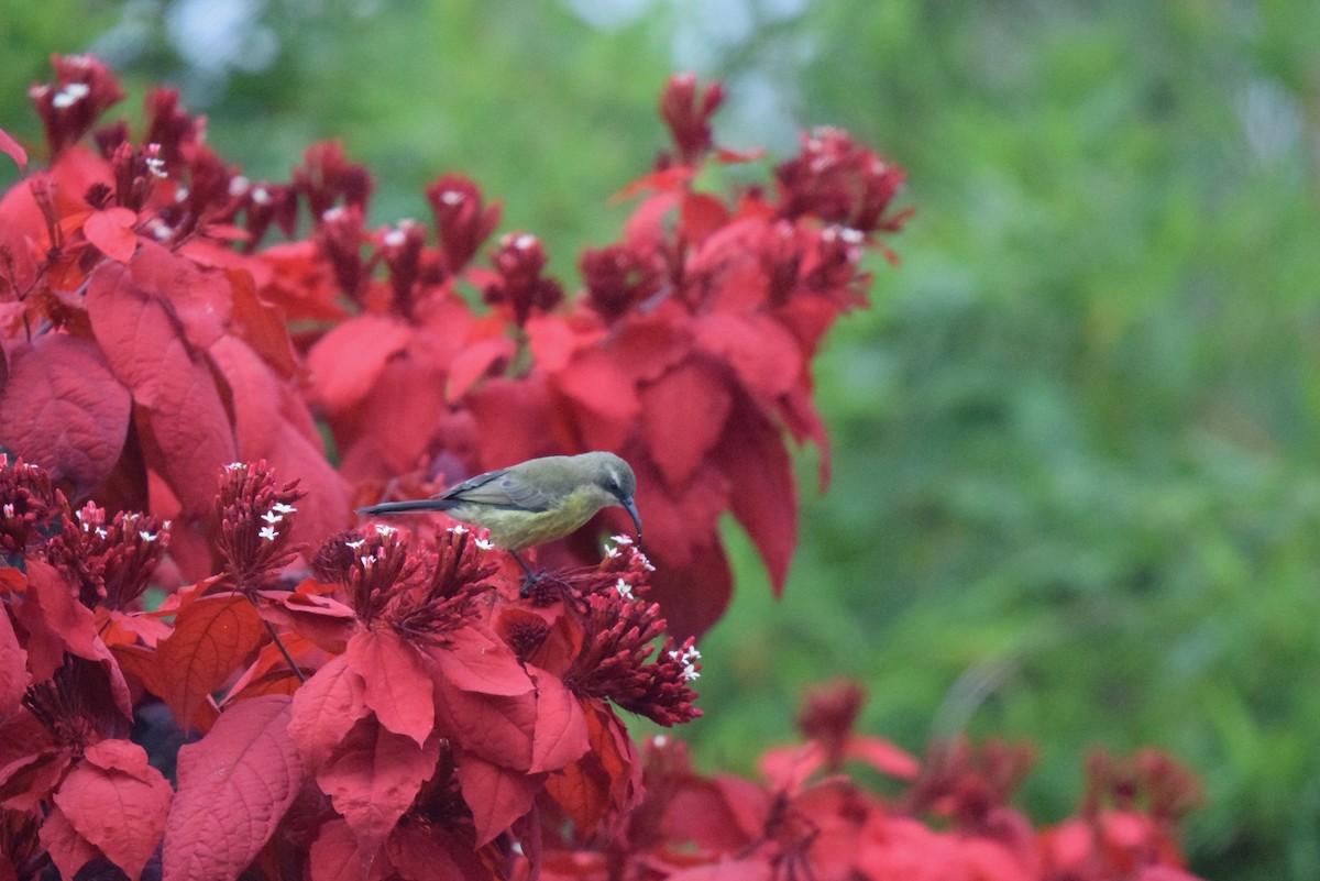 Bronzenektarvogel - ML646992370