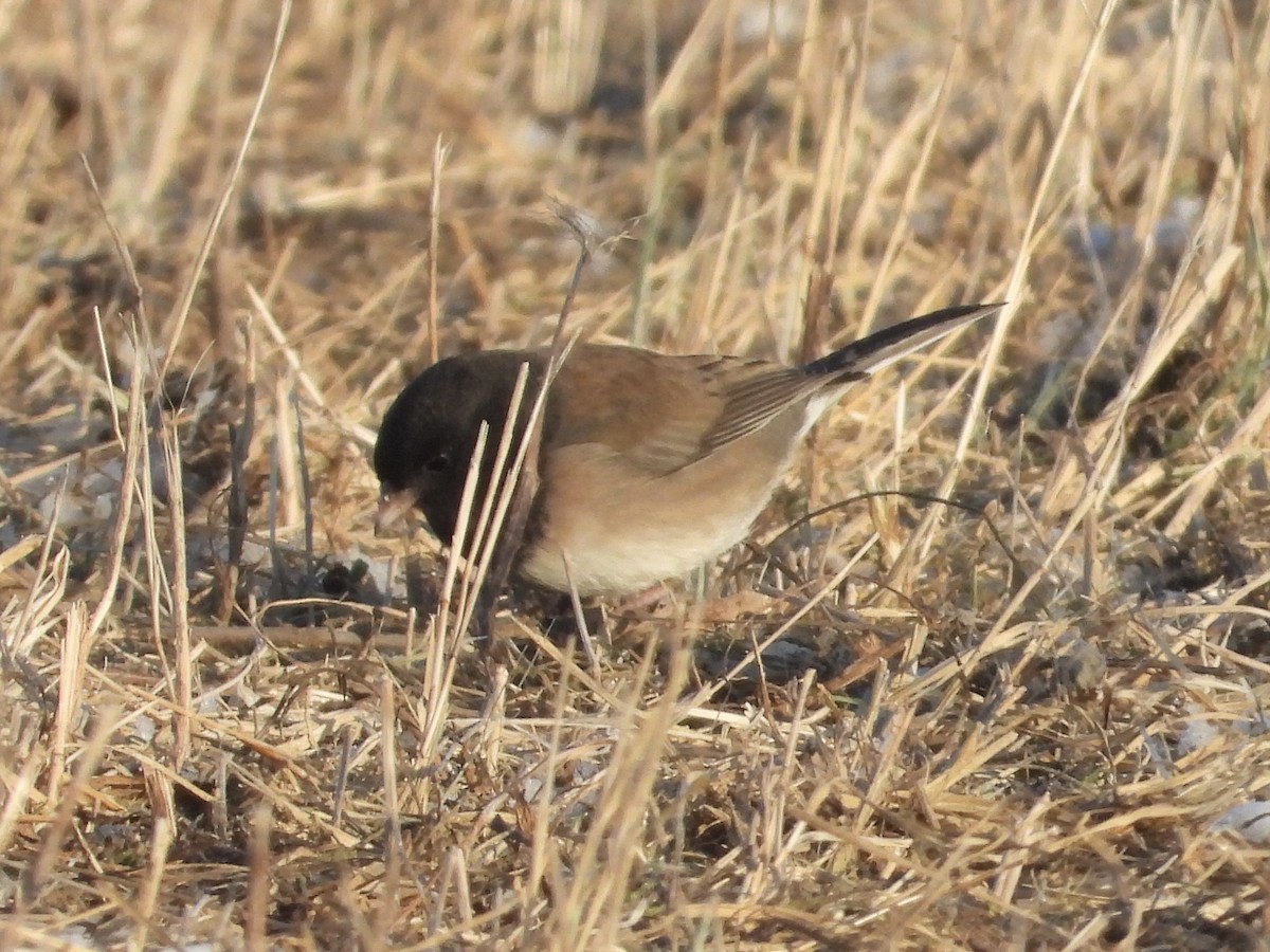Dark-eyed Junco (Oregon) - ML646992371