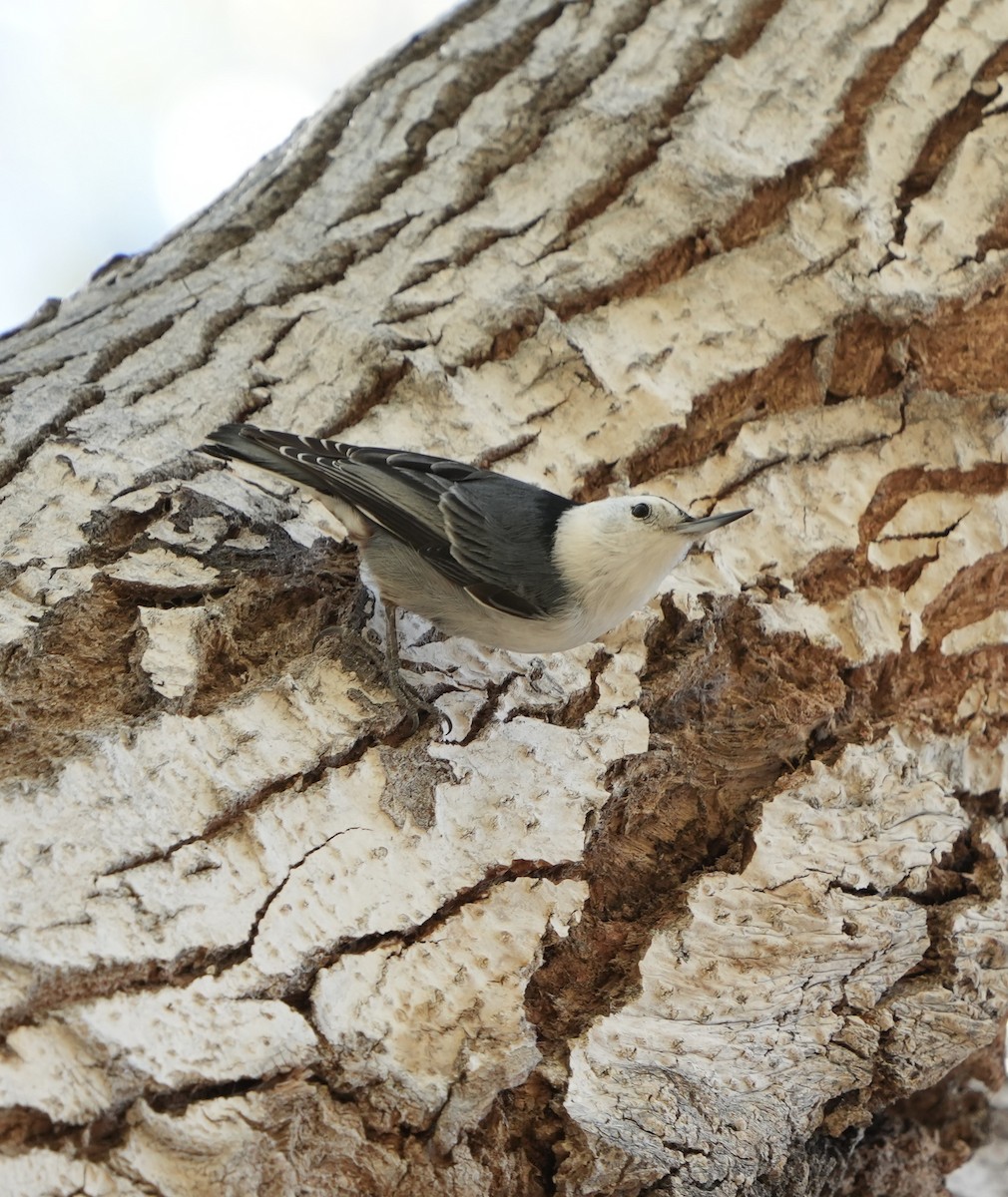 Sittelle à poitrine blanche - ML646992373