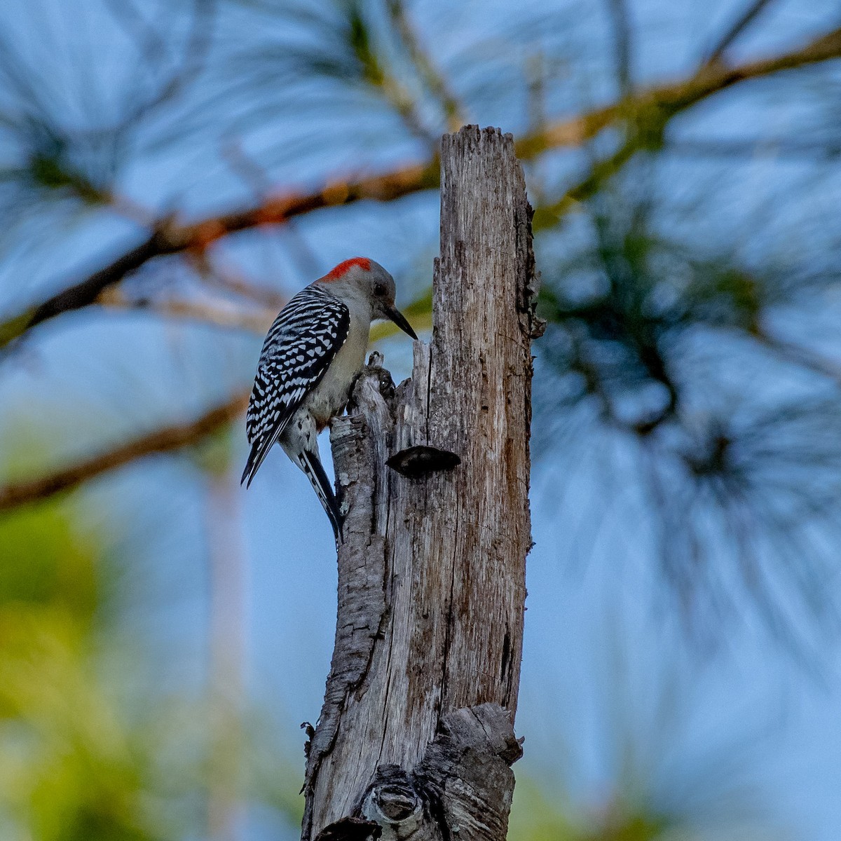 Каролинский дятел - ML646992374