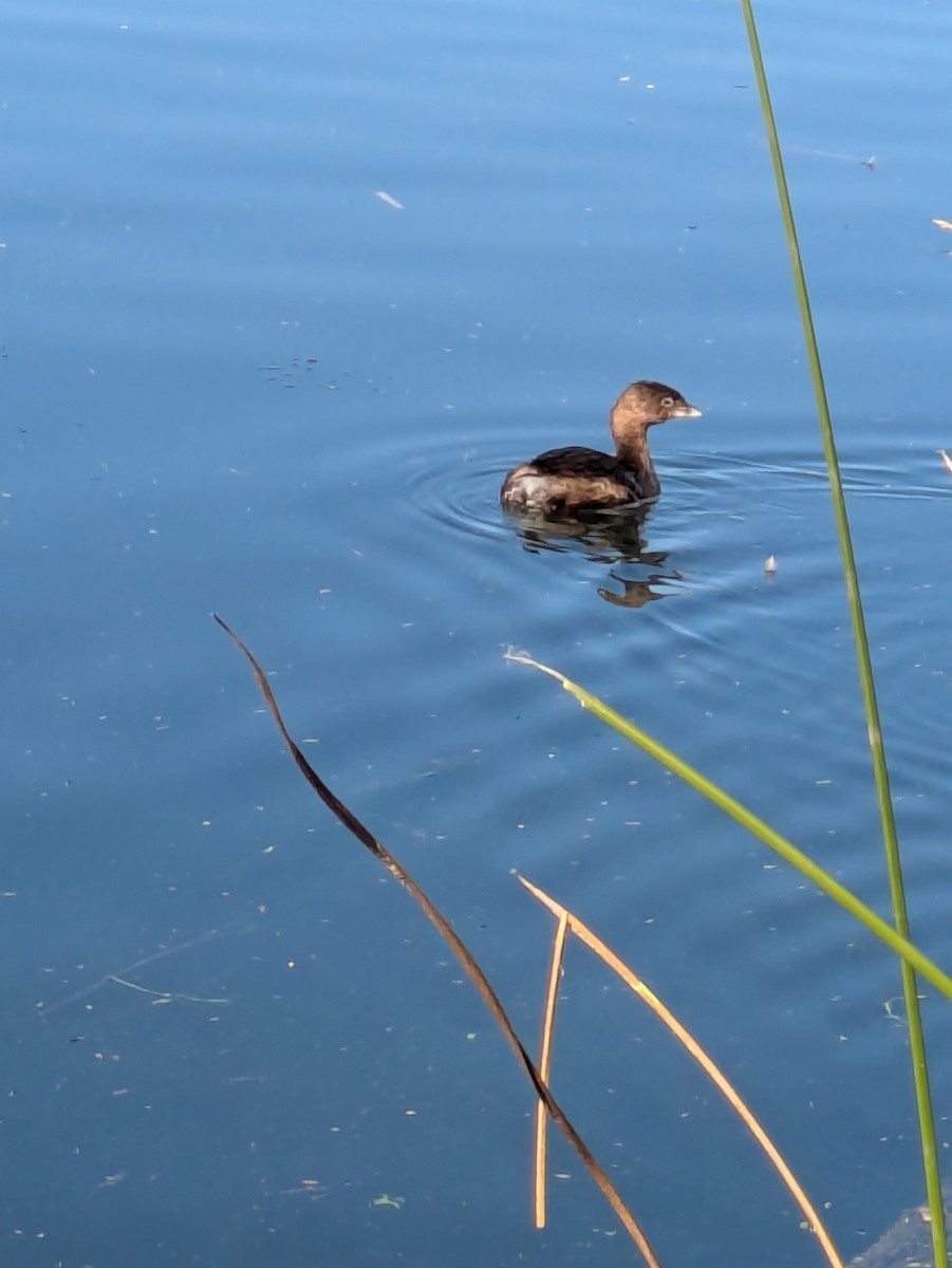 Pied-billed Grebe - ML646992375