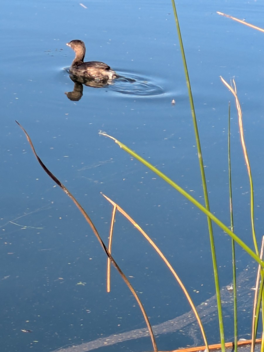 Pied-billed Grebe - ML646992376