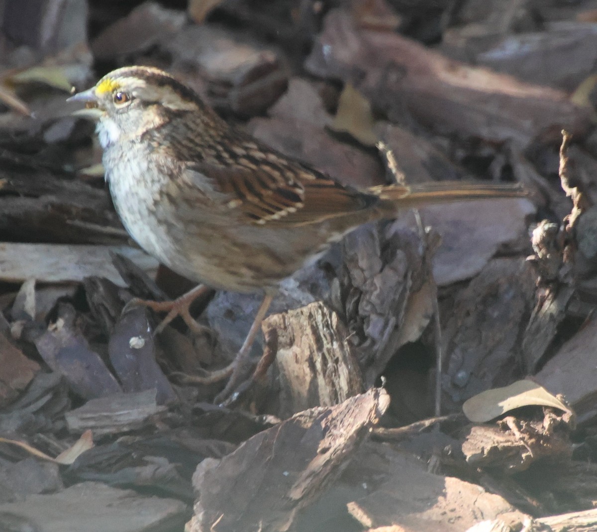 Ak Boğazlı Serçe - ML646992381