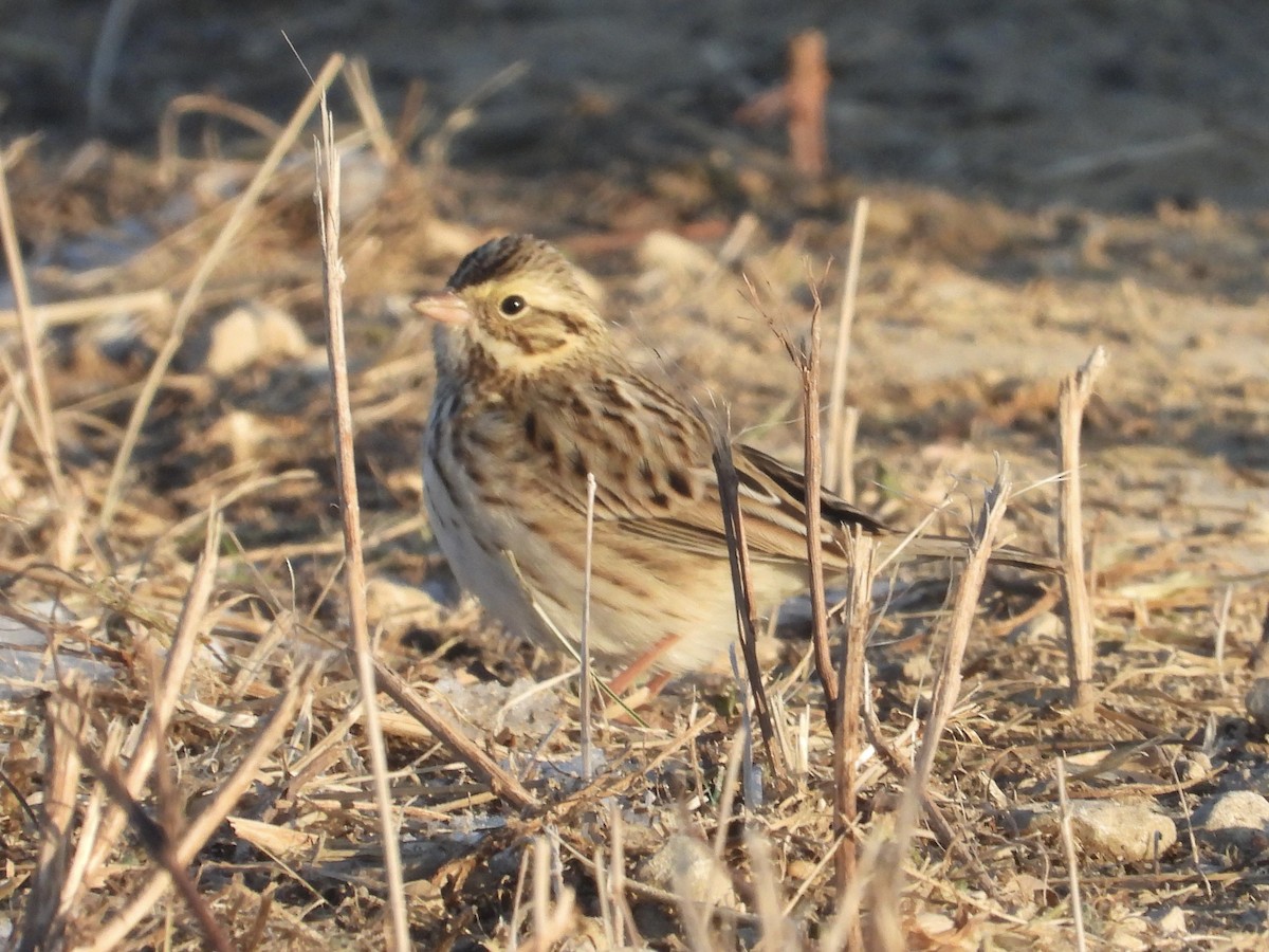 גיבתונית ערבות - ML646992393