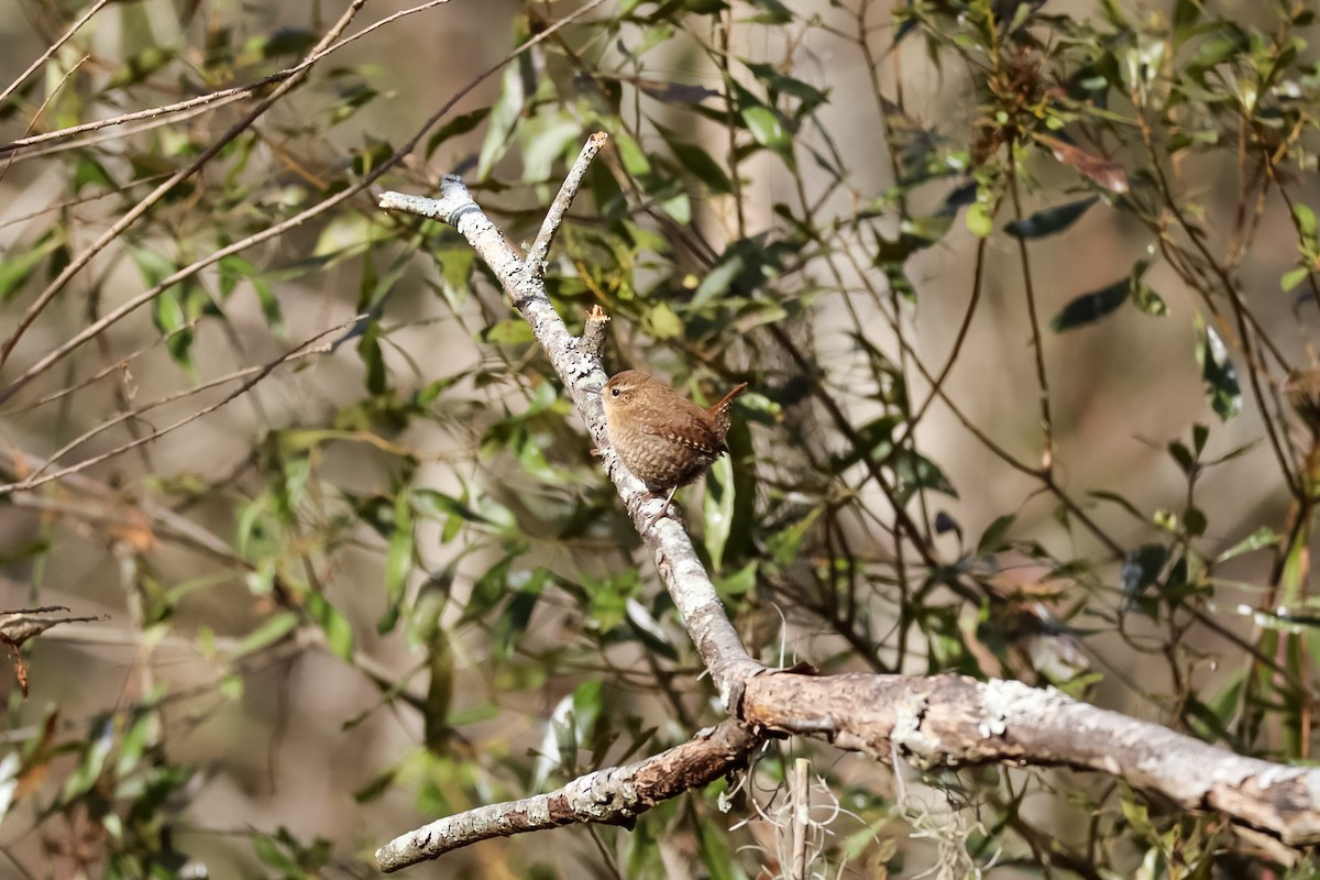 střízlík kanadský - ML646992397