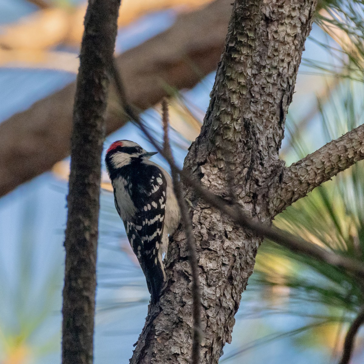 Пушистый дятел - ML646992398