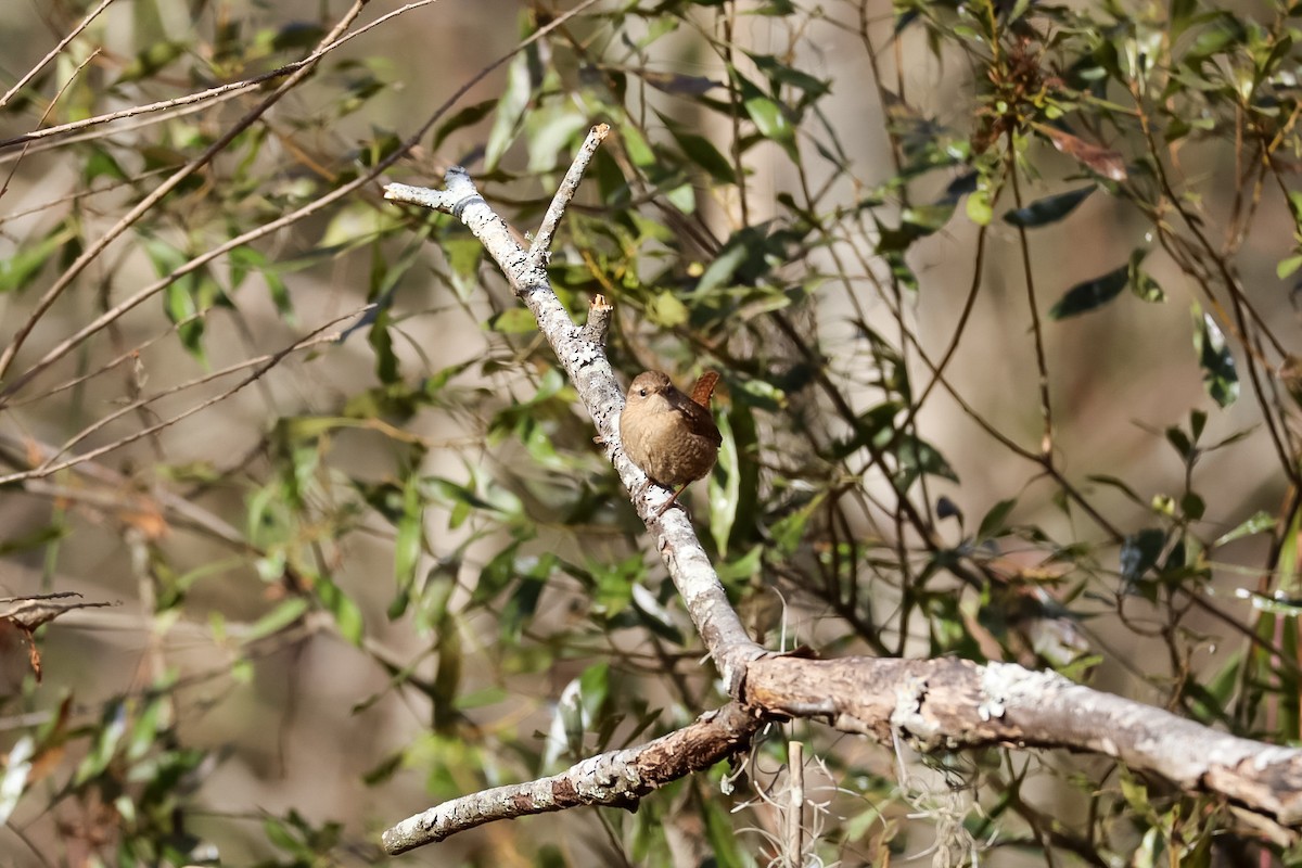 střízlík kanadský - ML646992399