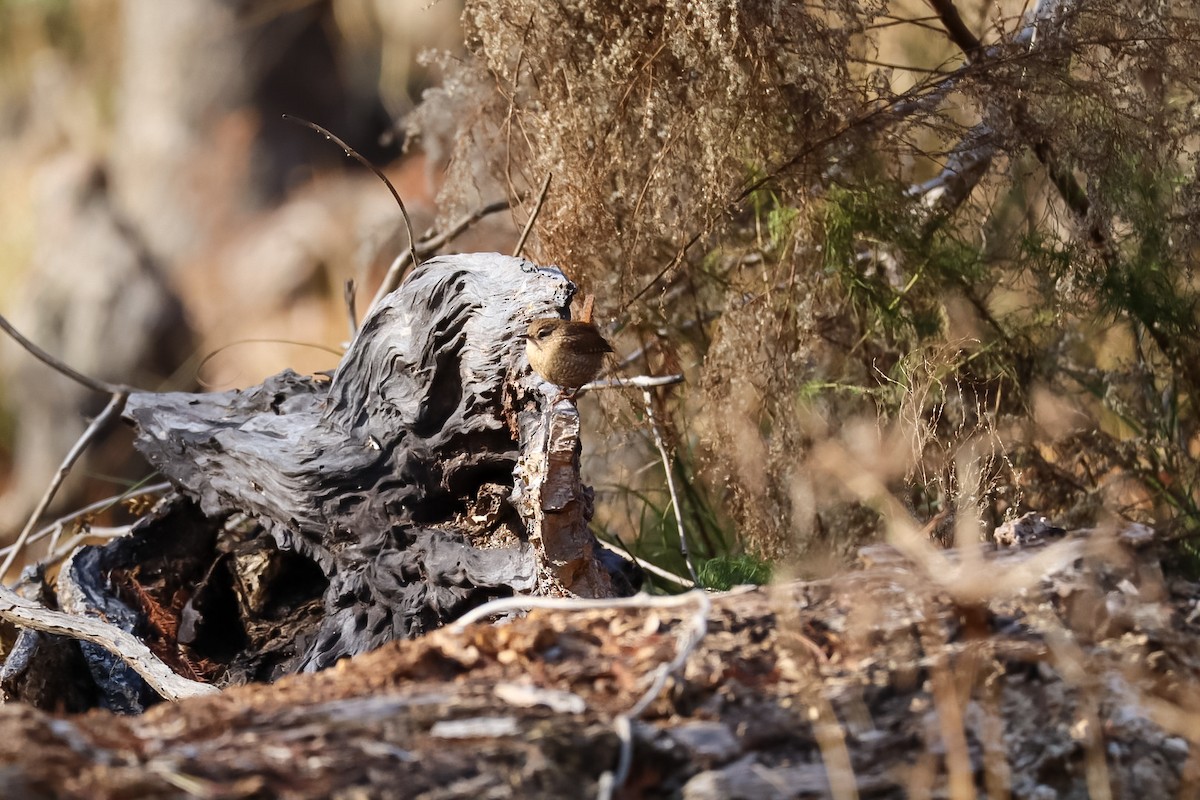 střízlík kanadský - ML646992400