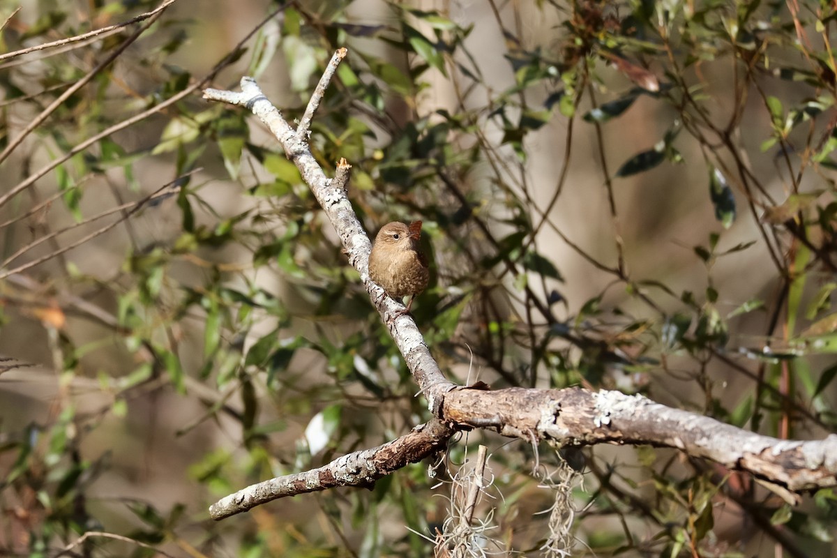 střízlík kanadský - ML646992401